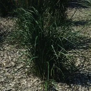 thumbnail for publication: Calamagrostis arundinacea Reed Grass